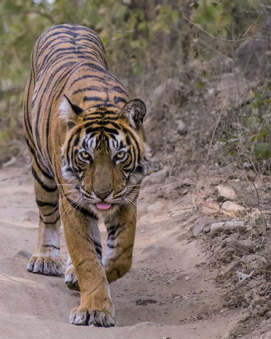 Tiger   -    Wildlife