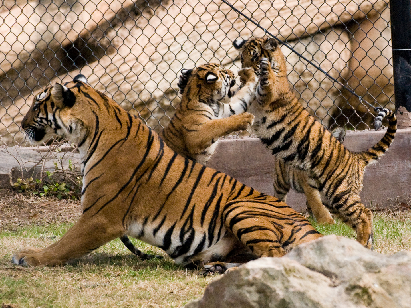 TIGER WITH CUBS