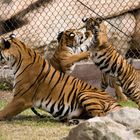 TIGER WITH CUBS