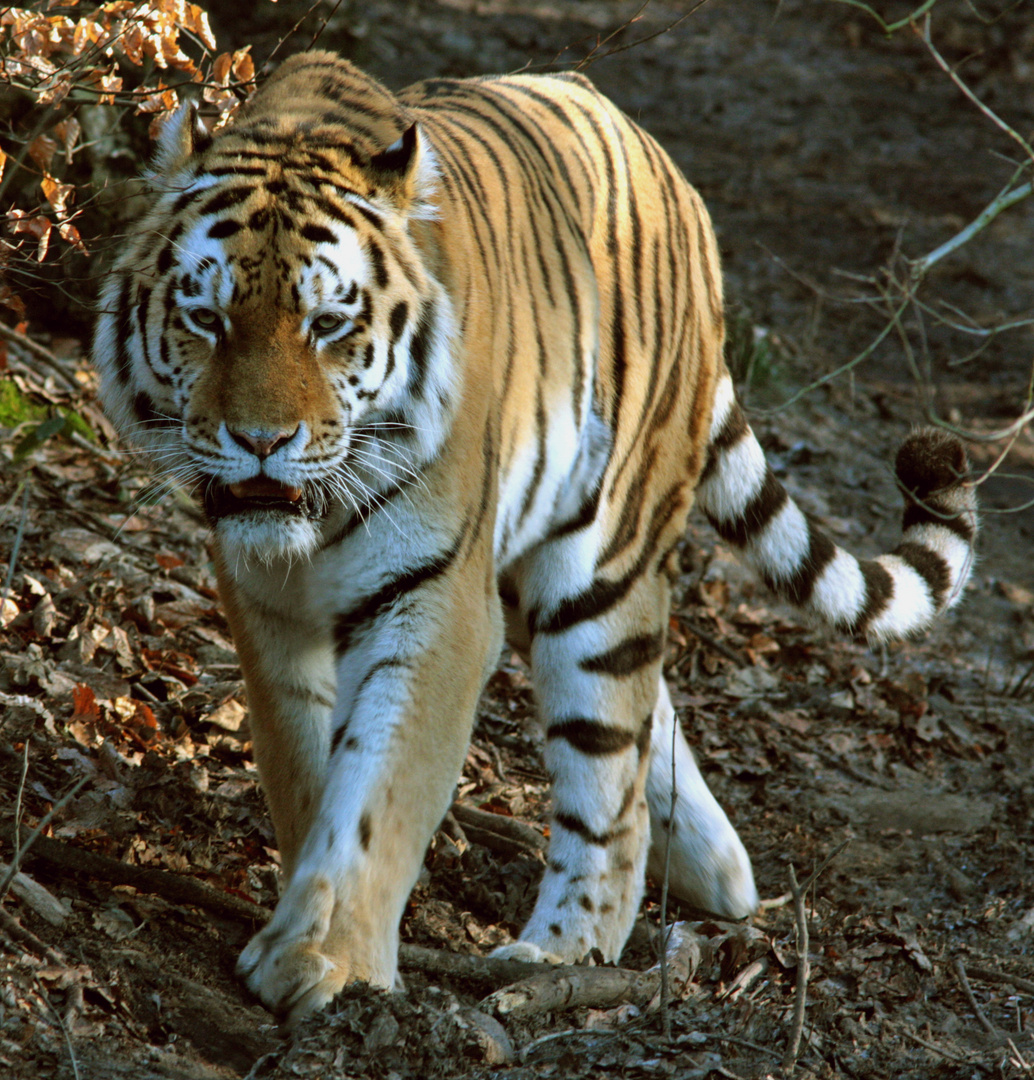 Tiger ,Wuppertaler Zoo