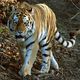 Tiger ,Wuppertaler Zoo