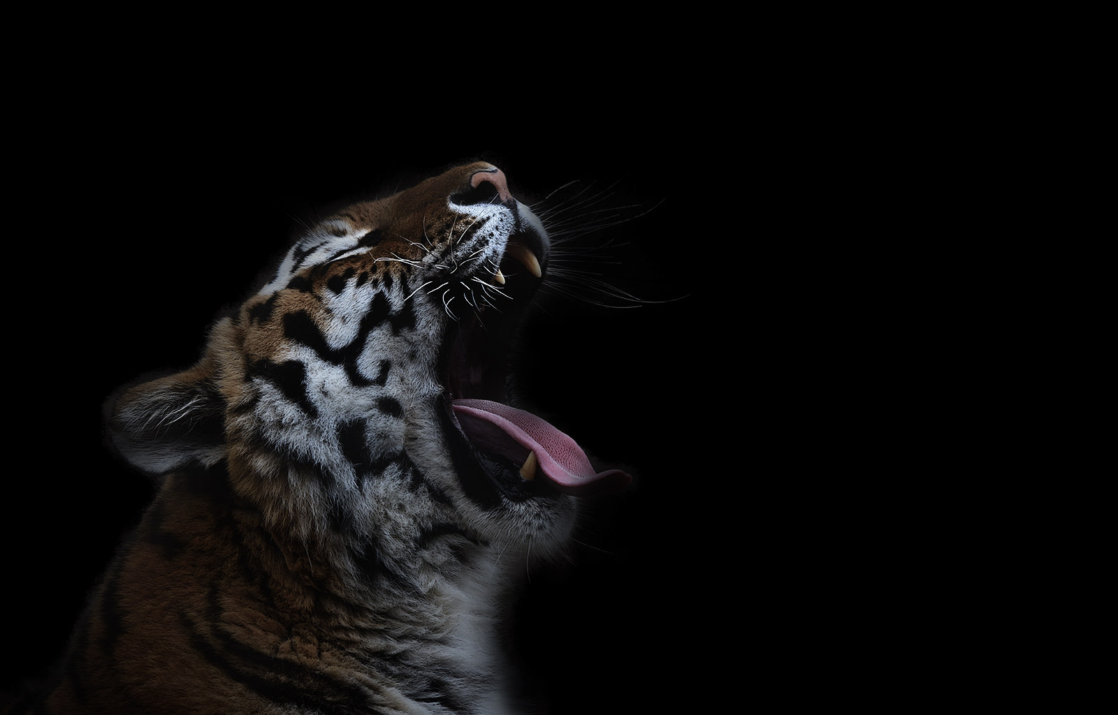 Tiger yawning - CLK