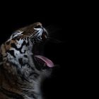 Tiger yawning - CLK