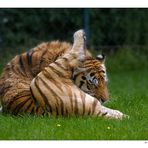 Tiger - Yoga