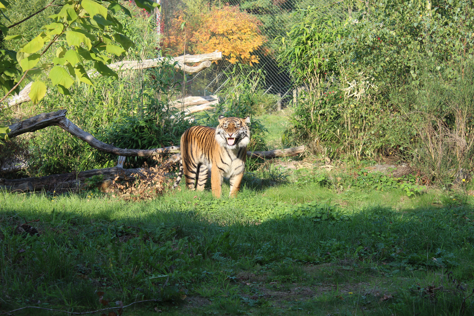 Tiger zeigt Zähne