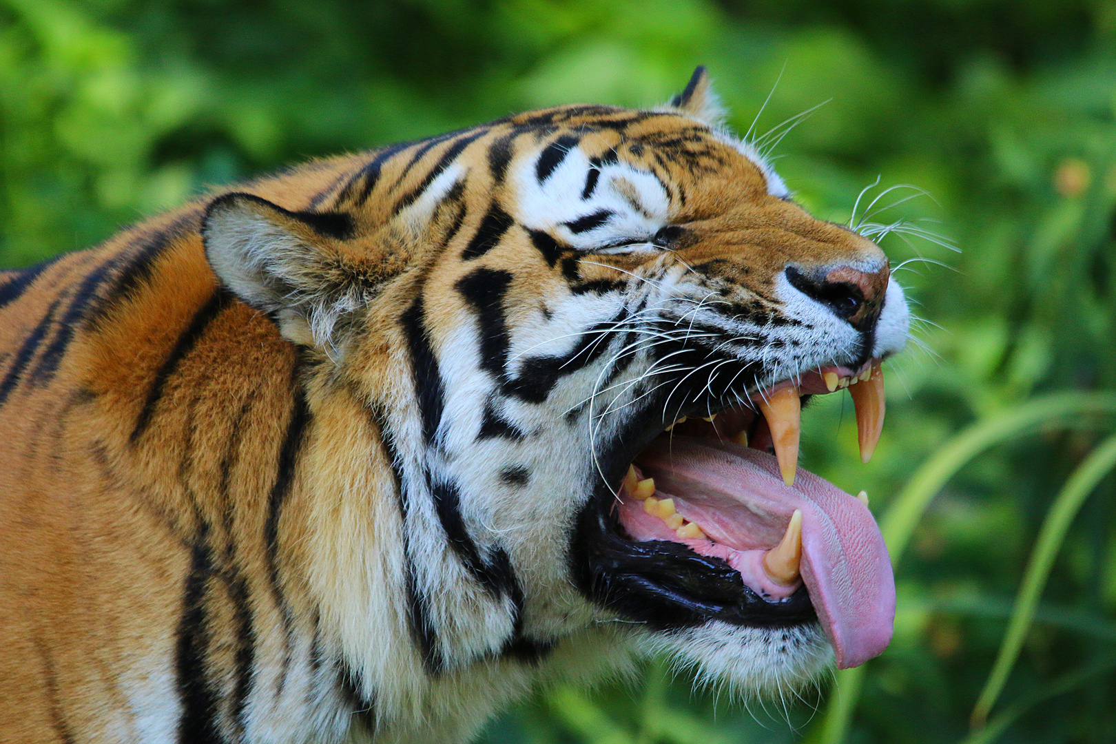 Tiger zeigt Zähne