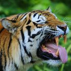 Tiger zeigt Zähne