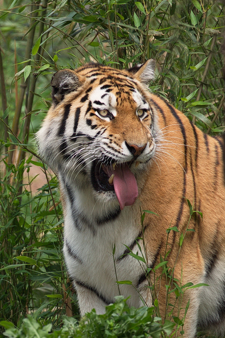 Tiger Zunge Tiger Zunge