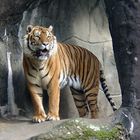 Tiger, Zoo Arnheim