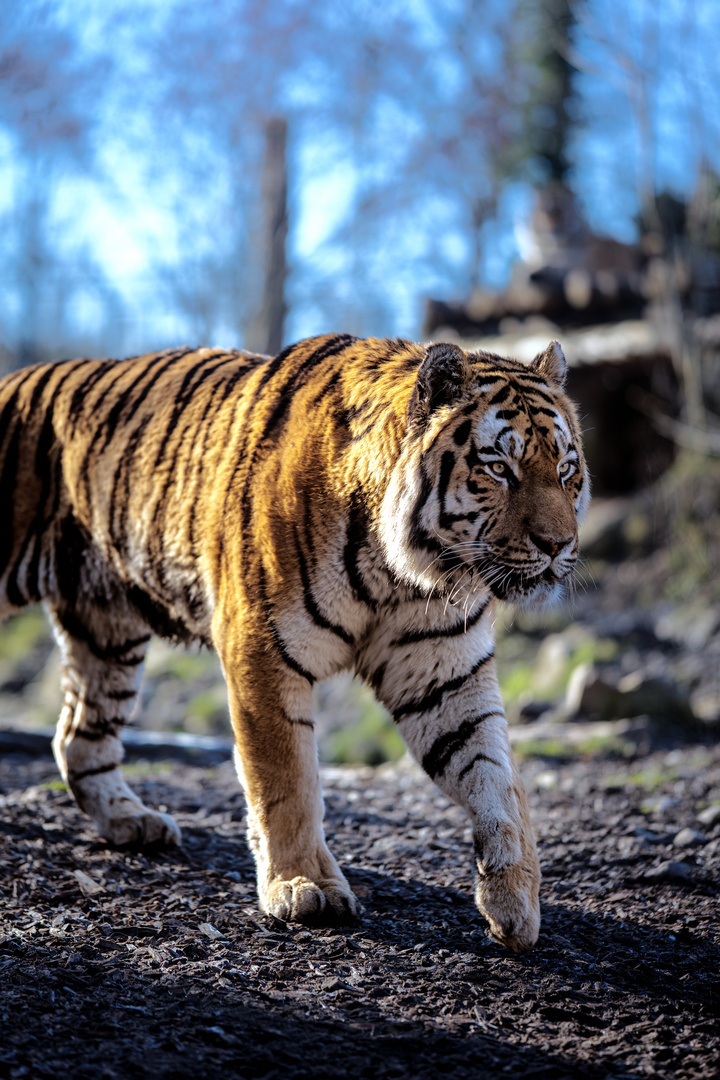 Tiger (Zoo Aschersleben)