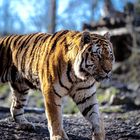 Tiger (Zoo Aschersleben)