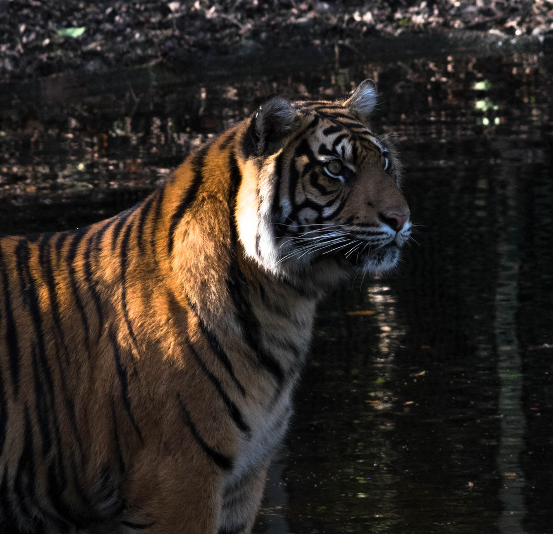 Tiger Zoo Augsburg 2