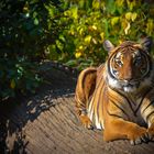 Tiger Zoo Berlin