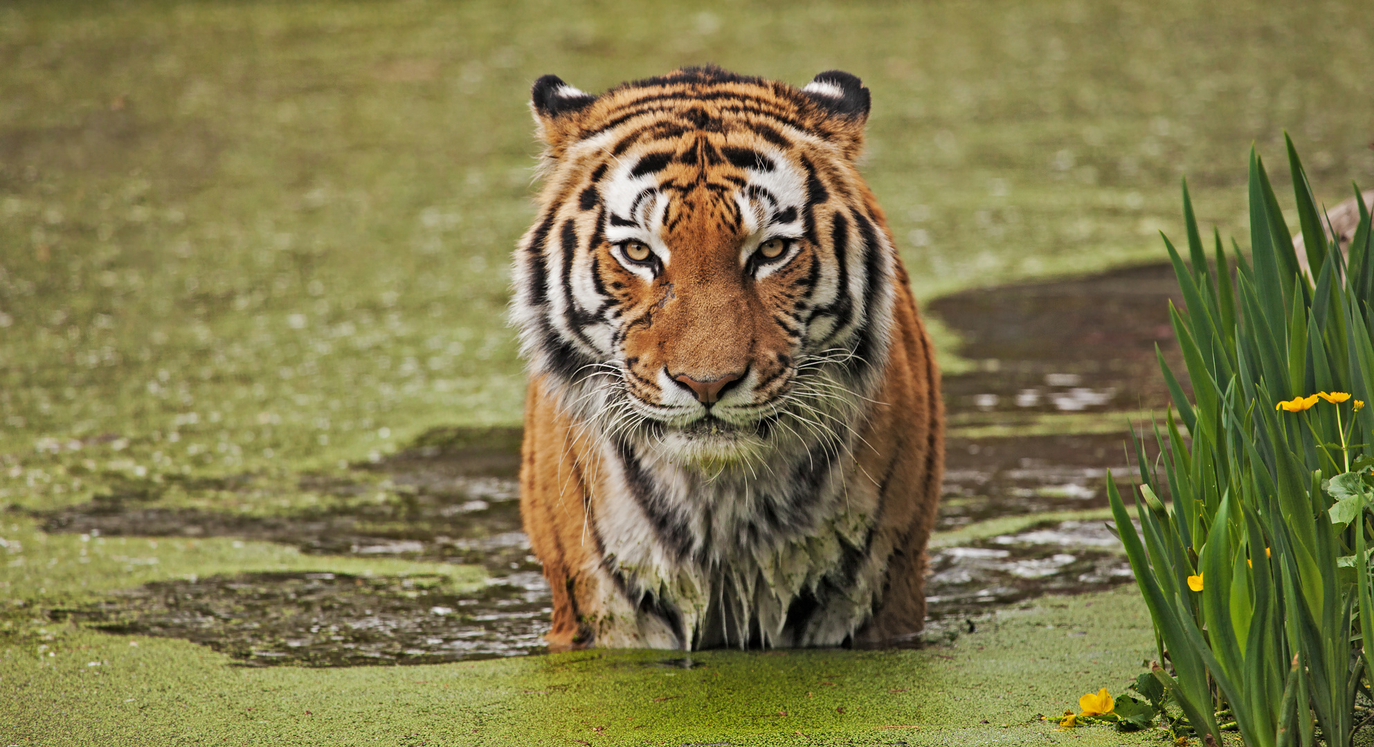 Tiger Zoo Duisburg 001