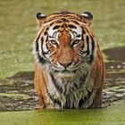 Tiger Zoo Duisburg 001