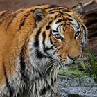 Tiger Zoo-Duisburg