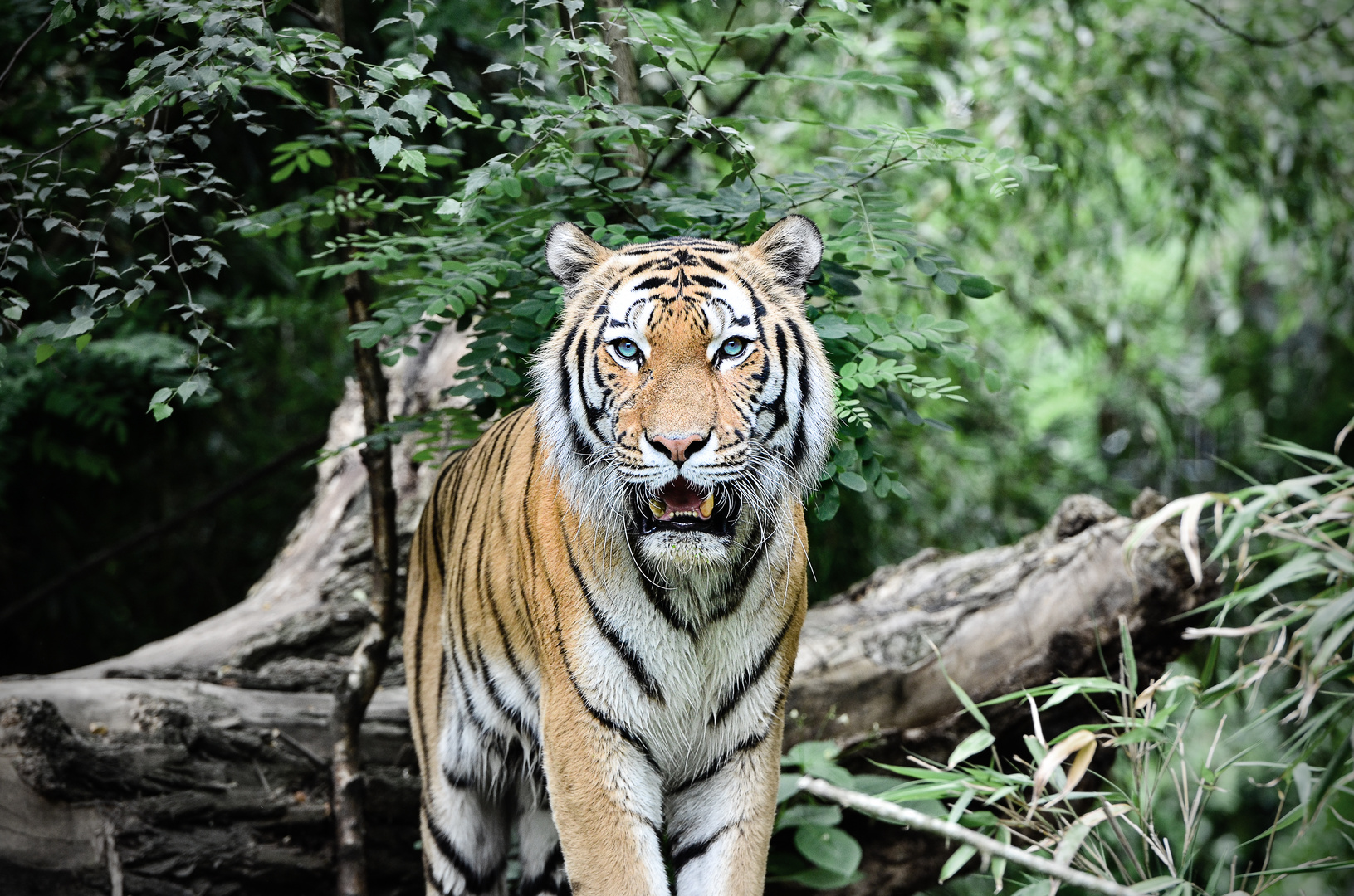 Tiger / Zoo Duisburg