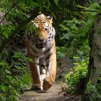 Tiger (Zoo Duisburg)