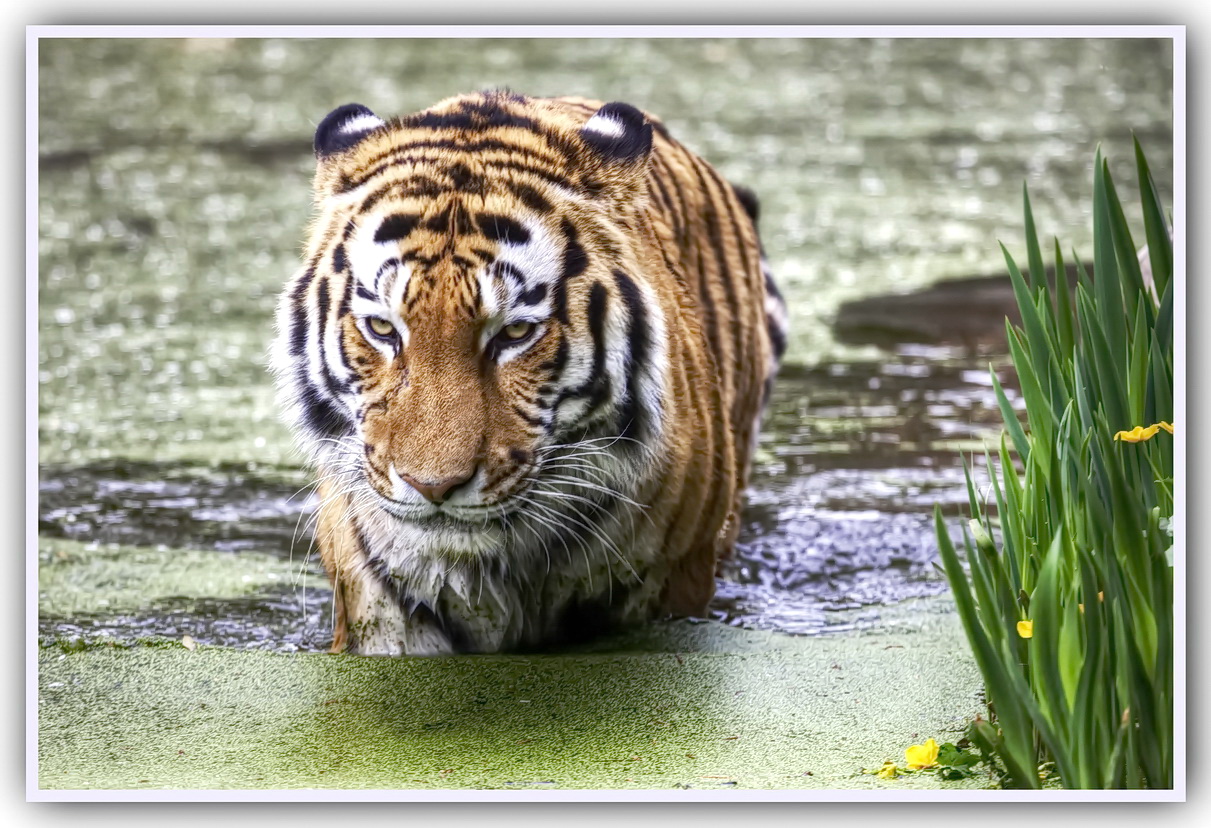 Tiger Zoo- Duisburg
