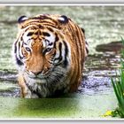 Tiger Zoo- Duisburg