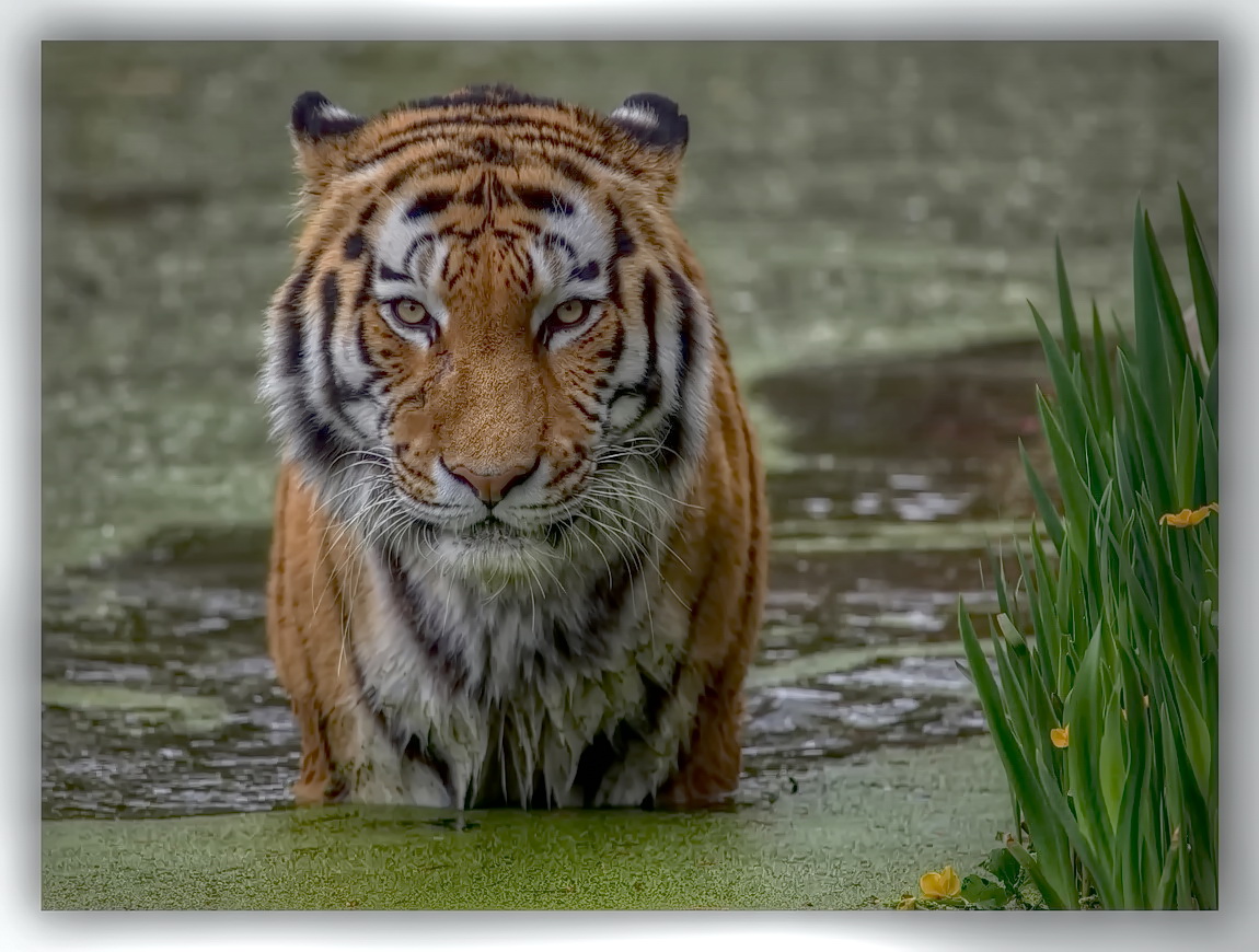 Tiger Zoo-Duisburg