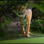 Tiger (Zoo Duisburg)