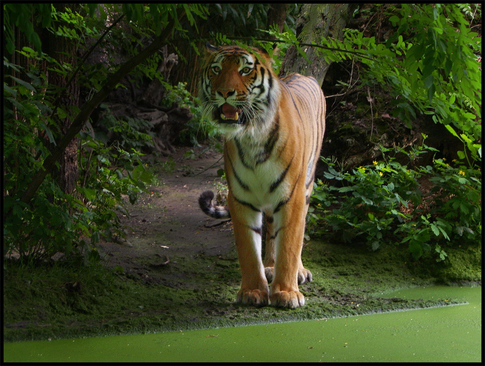 Tiger (Zoo Duisburg)