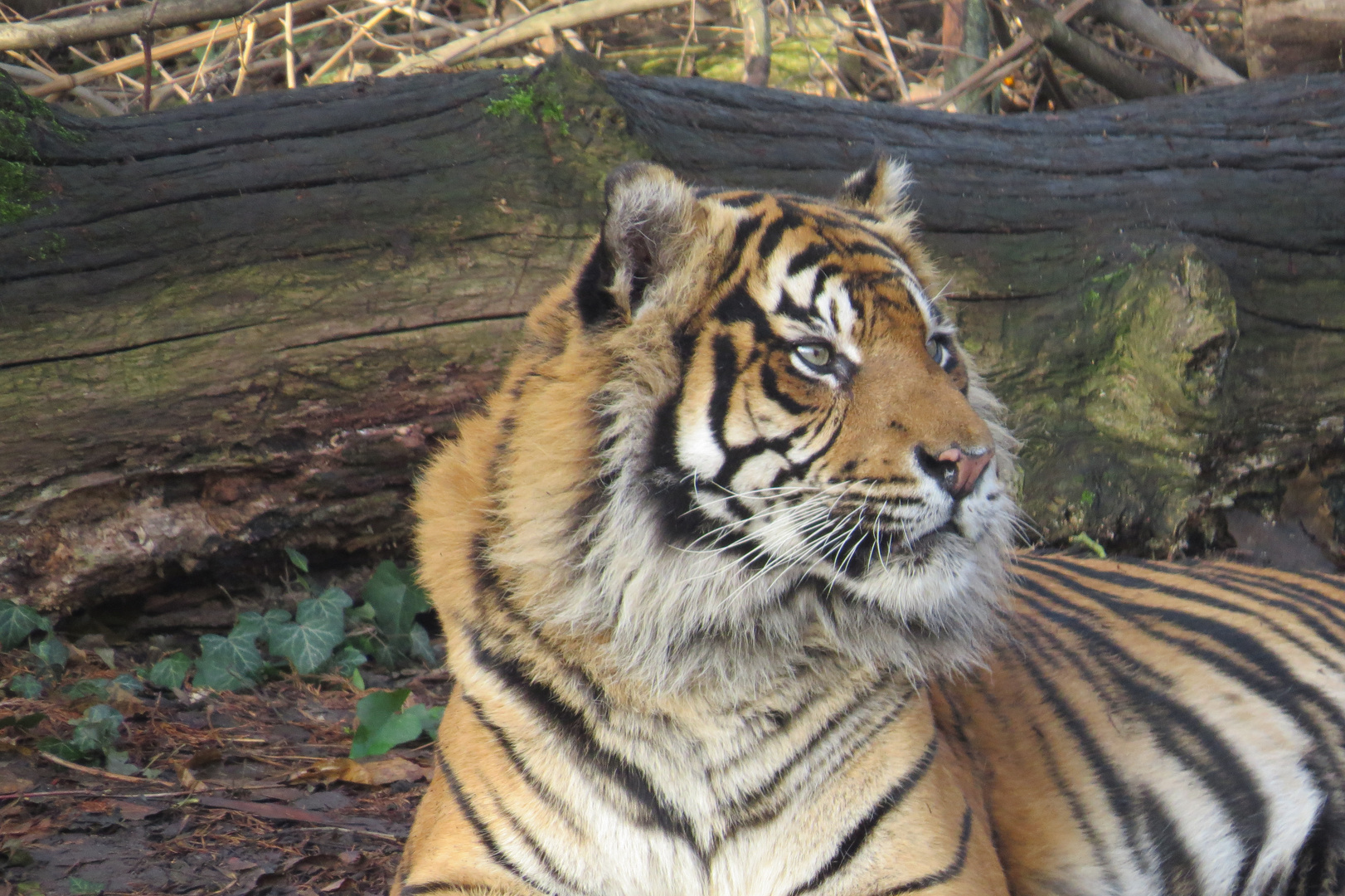 Tiger... Zoo Frankfurt