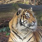 Tiger... Zoo Frankfurt