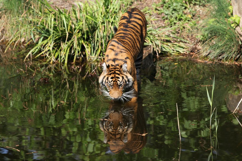 Tiger Zoo Frankfurt