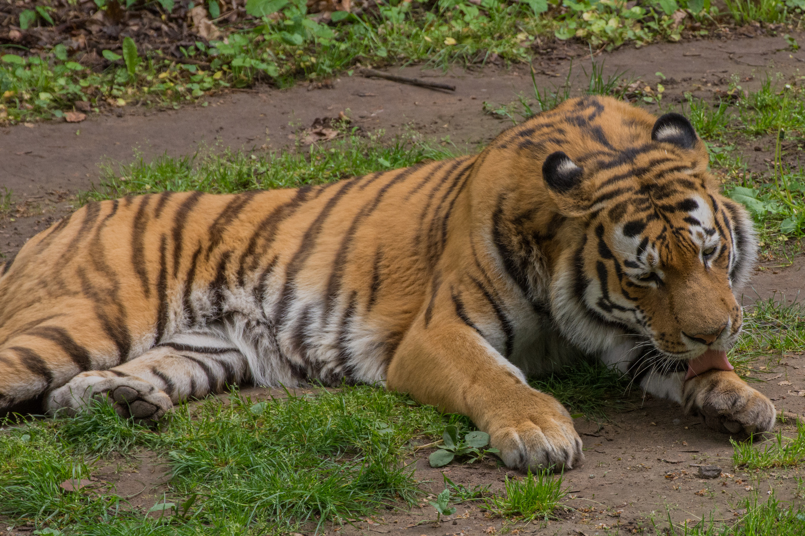 Tiger Zoo Landau
