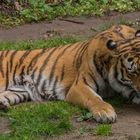 Tiger Zoo Landau