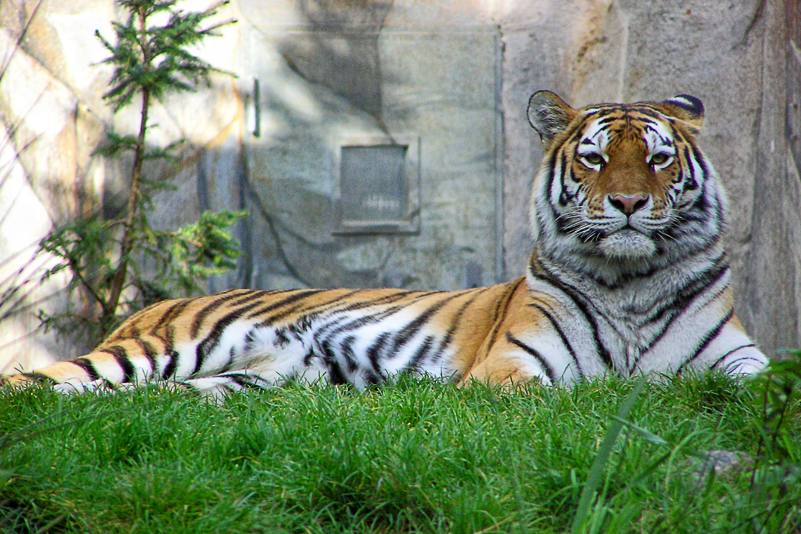 Tiger - Zoo Leipzig 2004