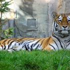 Tiger - Zoo Leipzig 2004