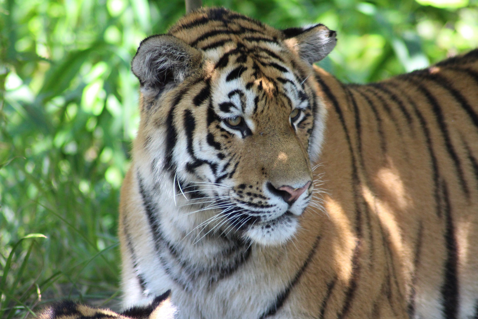 Tiger - Zoo Leipzig