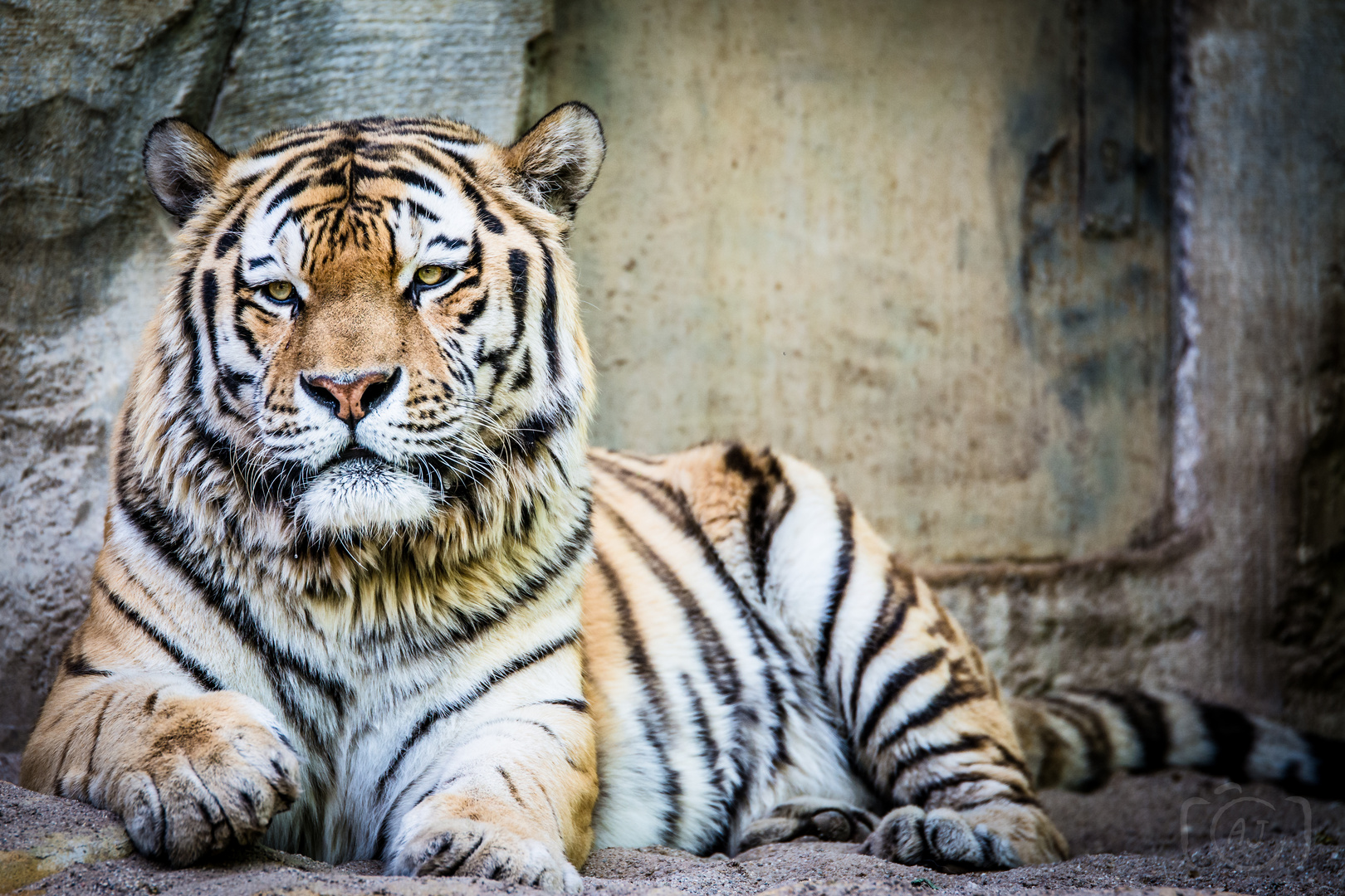 Tiger - Zoo Leipzig