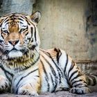 Tiger - Zoo Leipzig