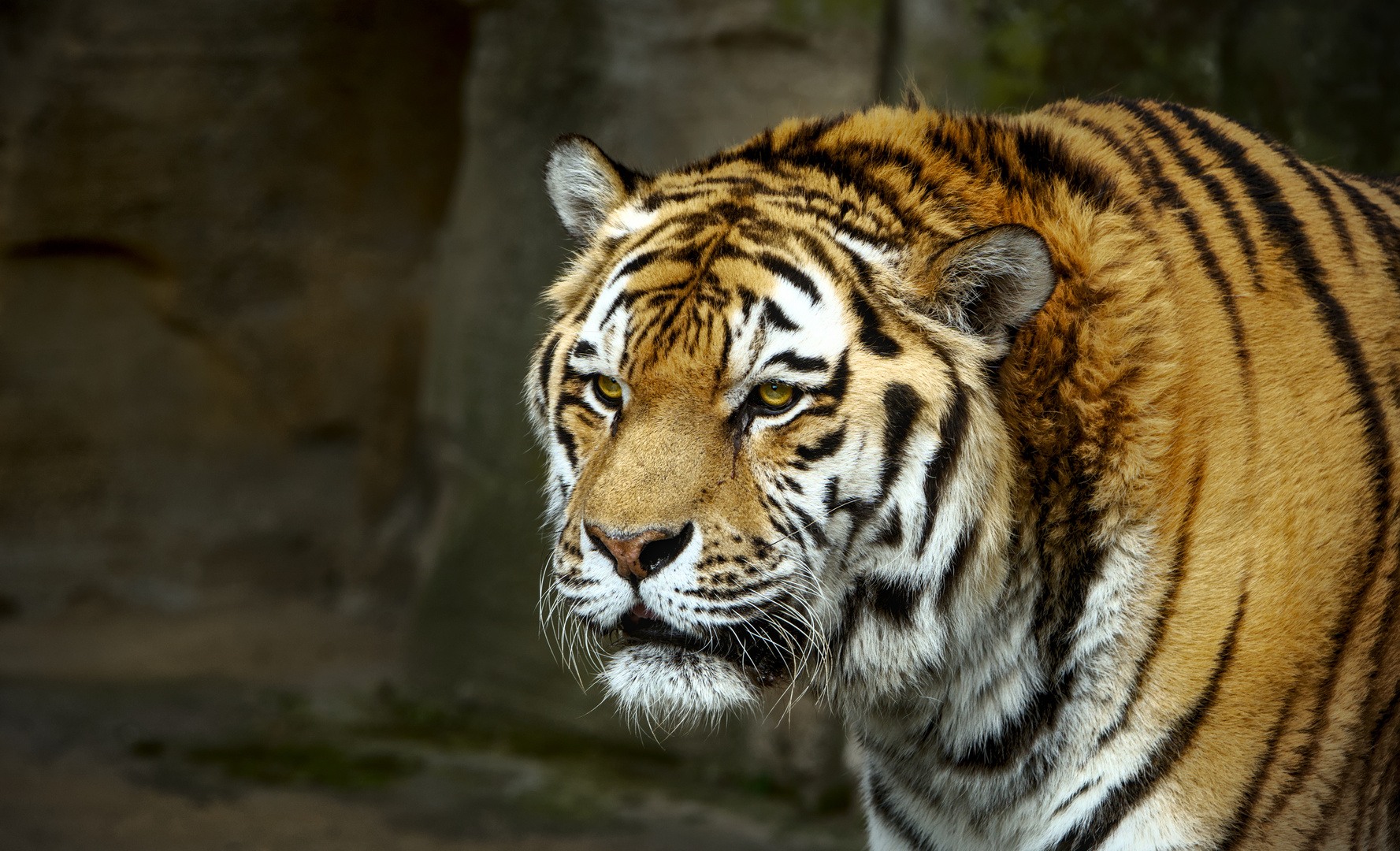 Tiger Zoo Leipzig