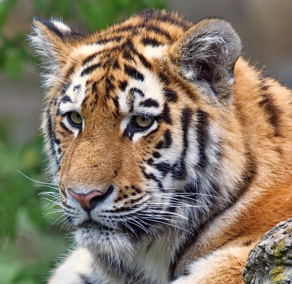 Tiger Zoo-Leipzig