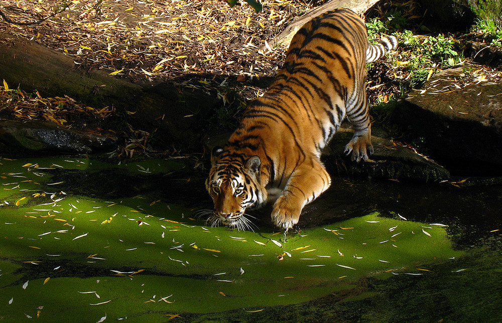 Tiger Zoo Münster