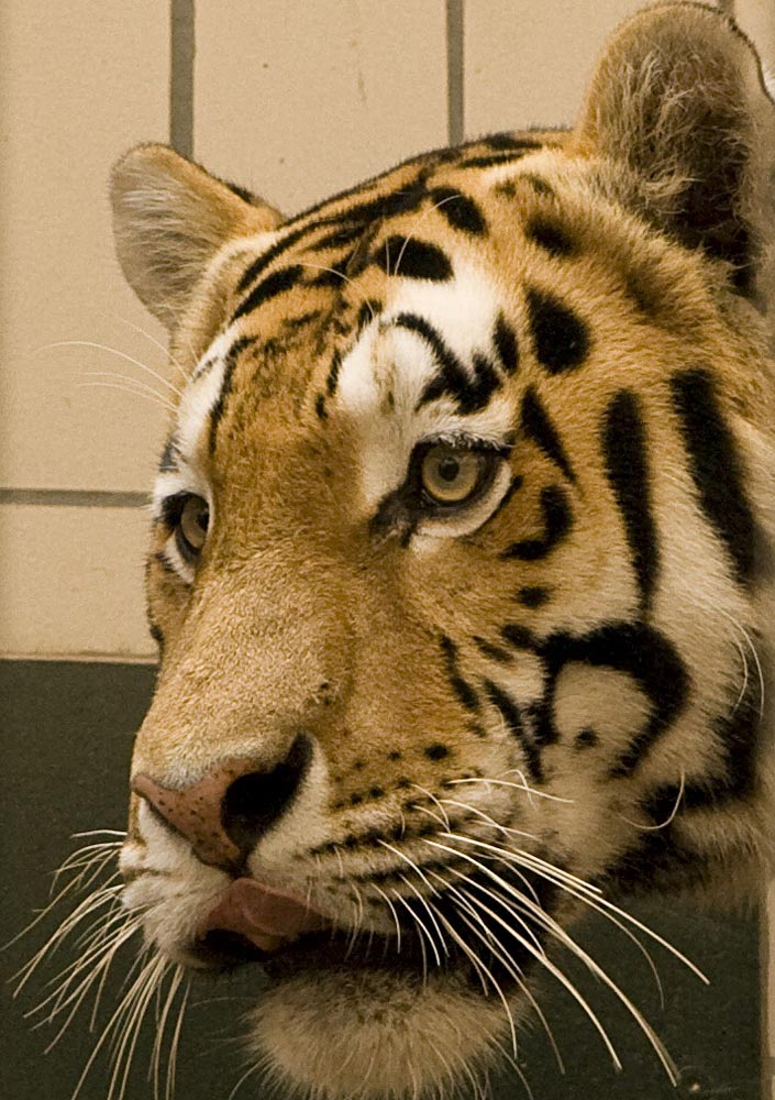 Tiger Zoo Münster