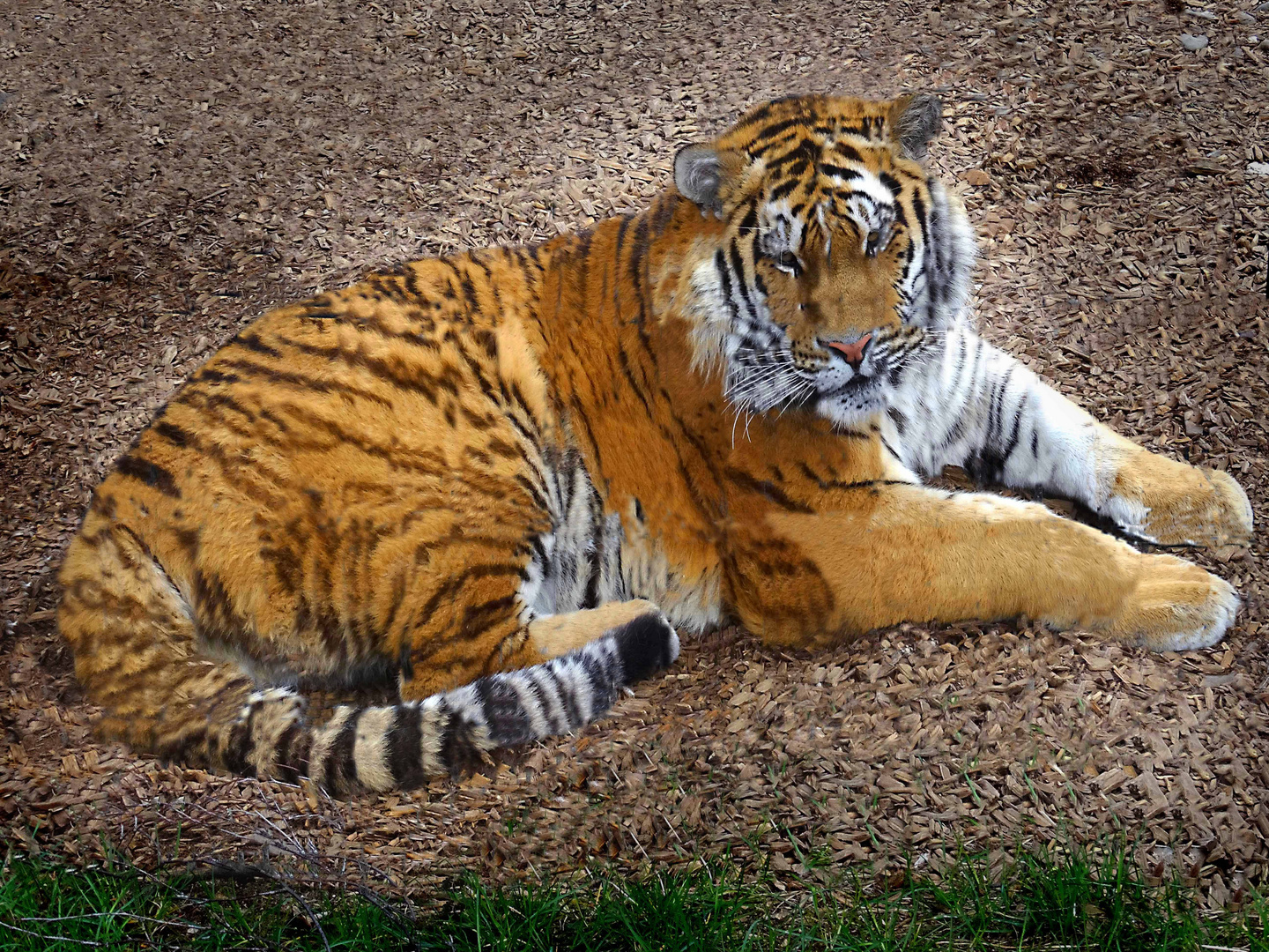 Tiger (Zoo Neuwied)