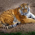 Tiger (Zoo Neuwied)