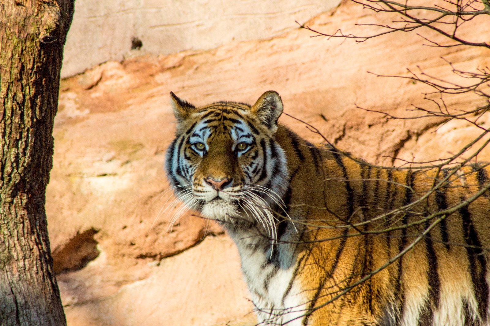 Tiger Zoo Nürnberg Mai 2016