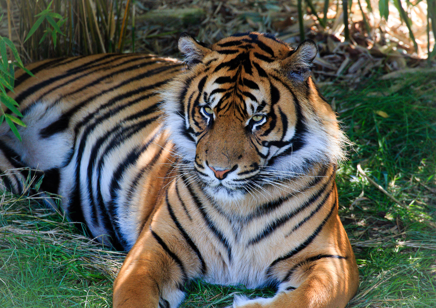 Tiger / Zoo  Osnabrück