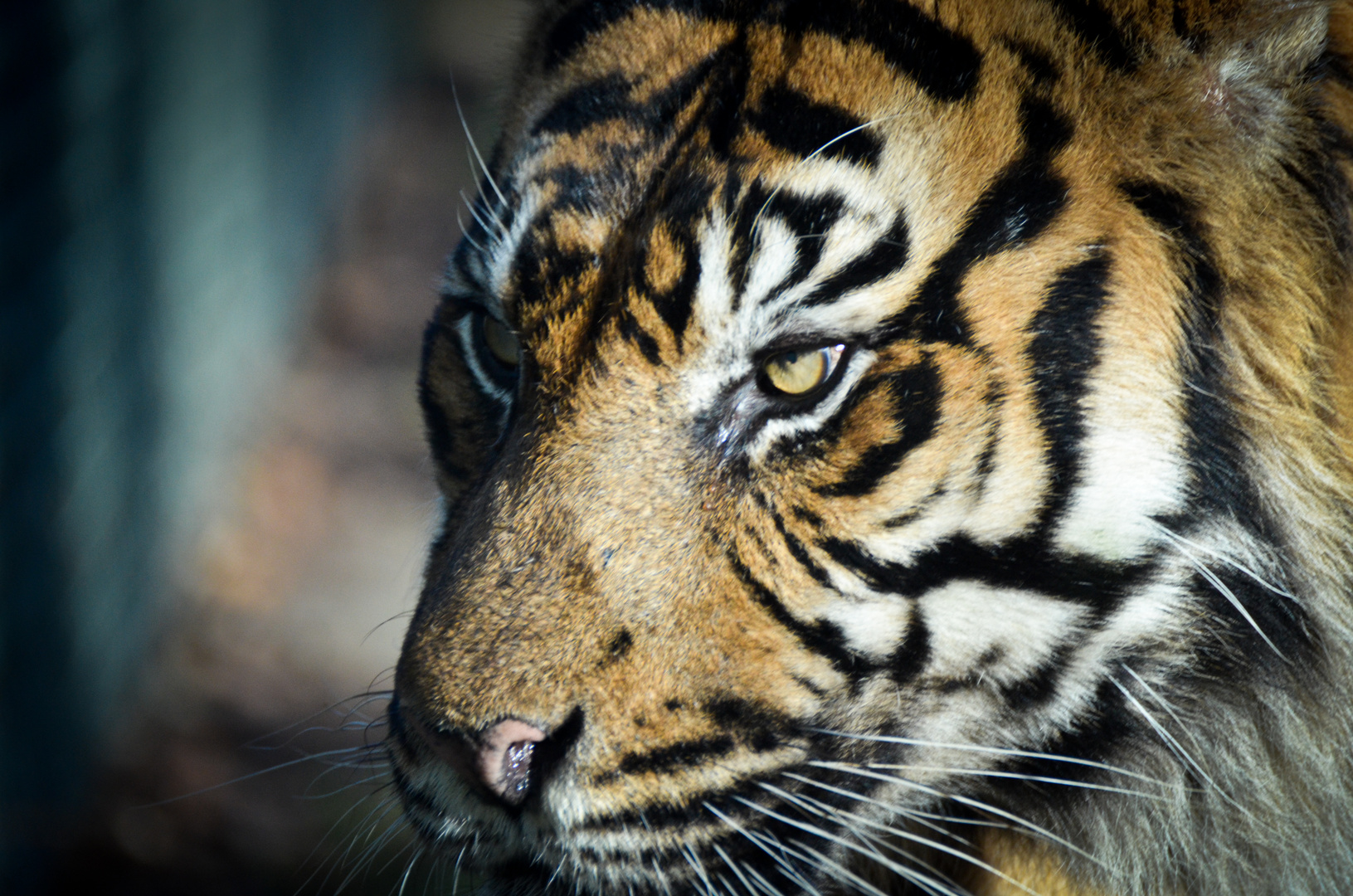 Tiger Zoo Rheine