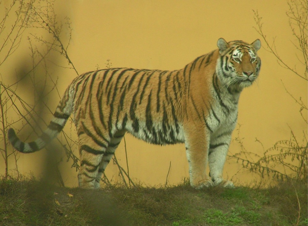 Tiger / Zoo Schönbrunn/Wien