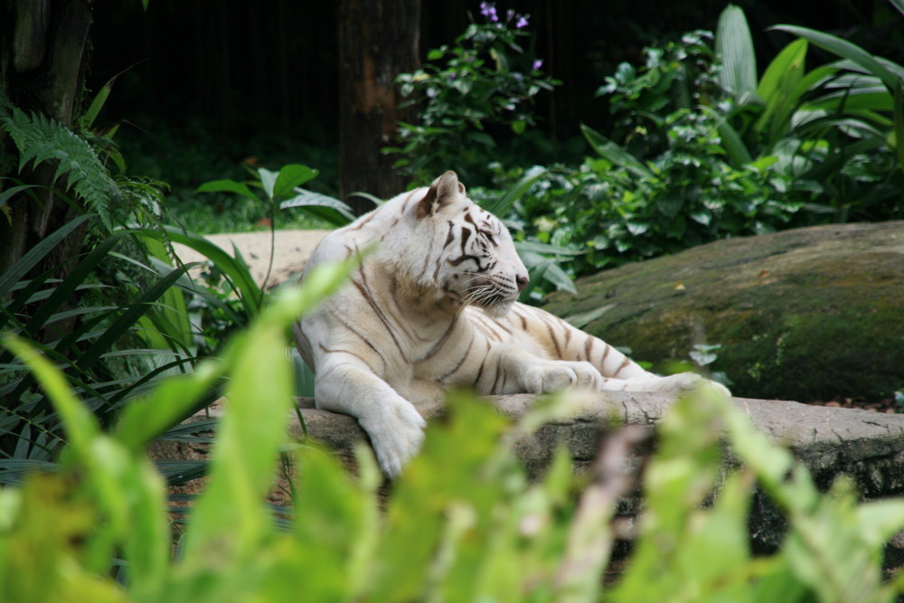 Tiger Zoo Singapour