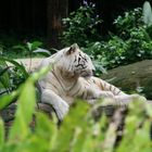 Tiger Zoo Singapour