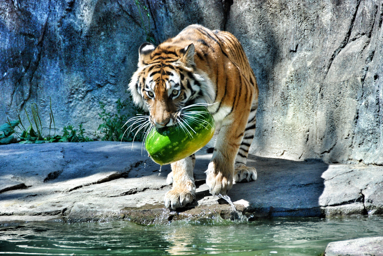 Tiger, Zoo, Zürich